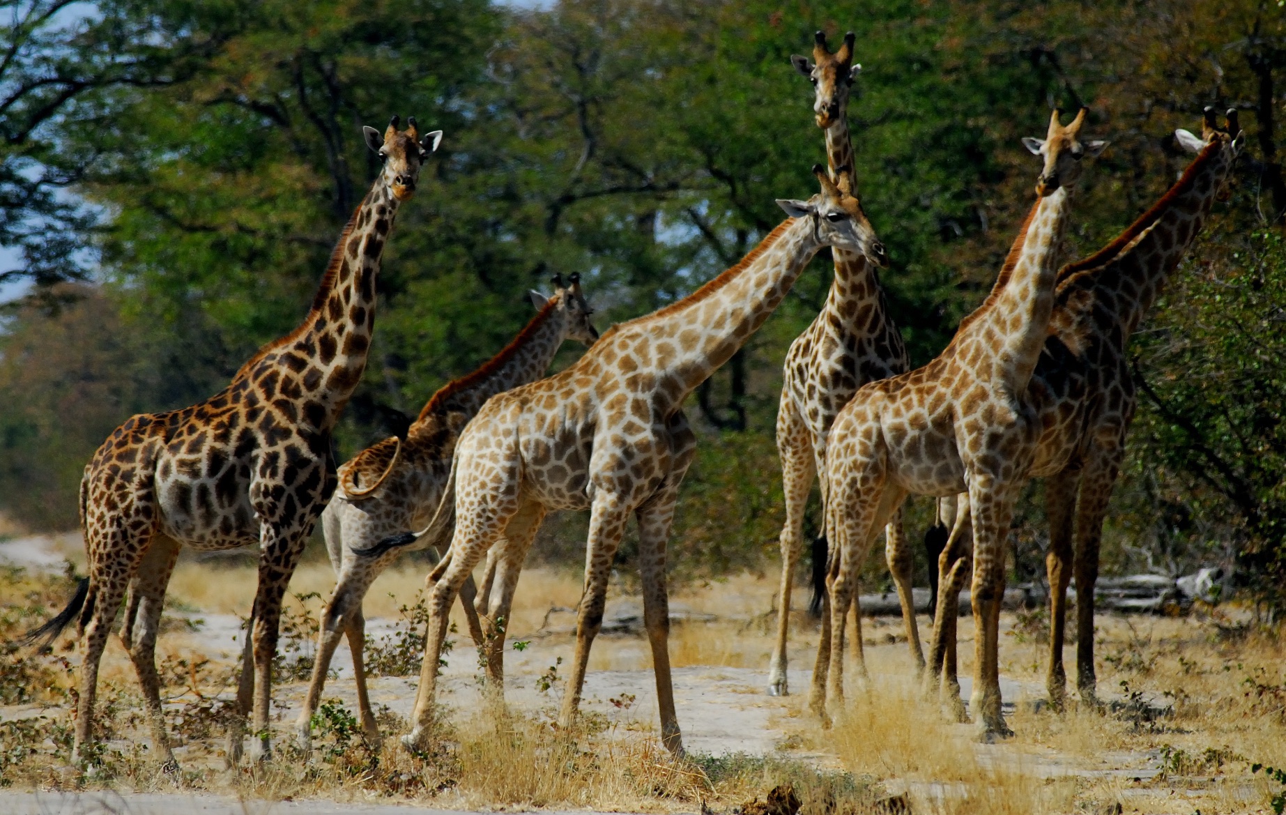 Afrique - Kalahari - girafes