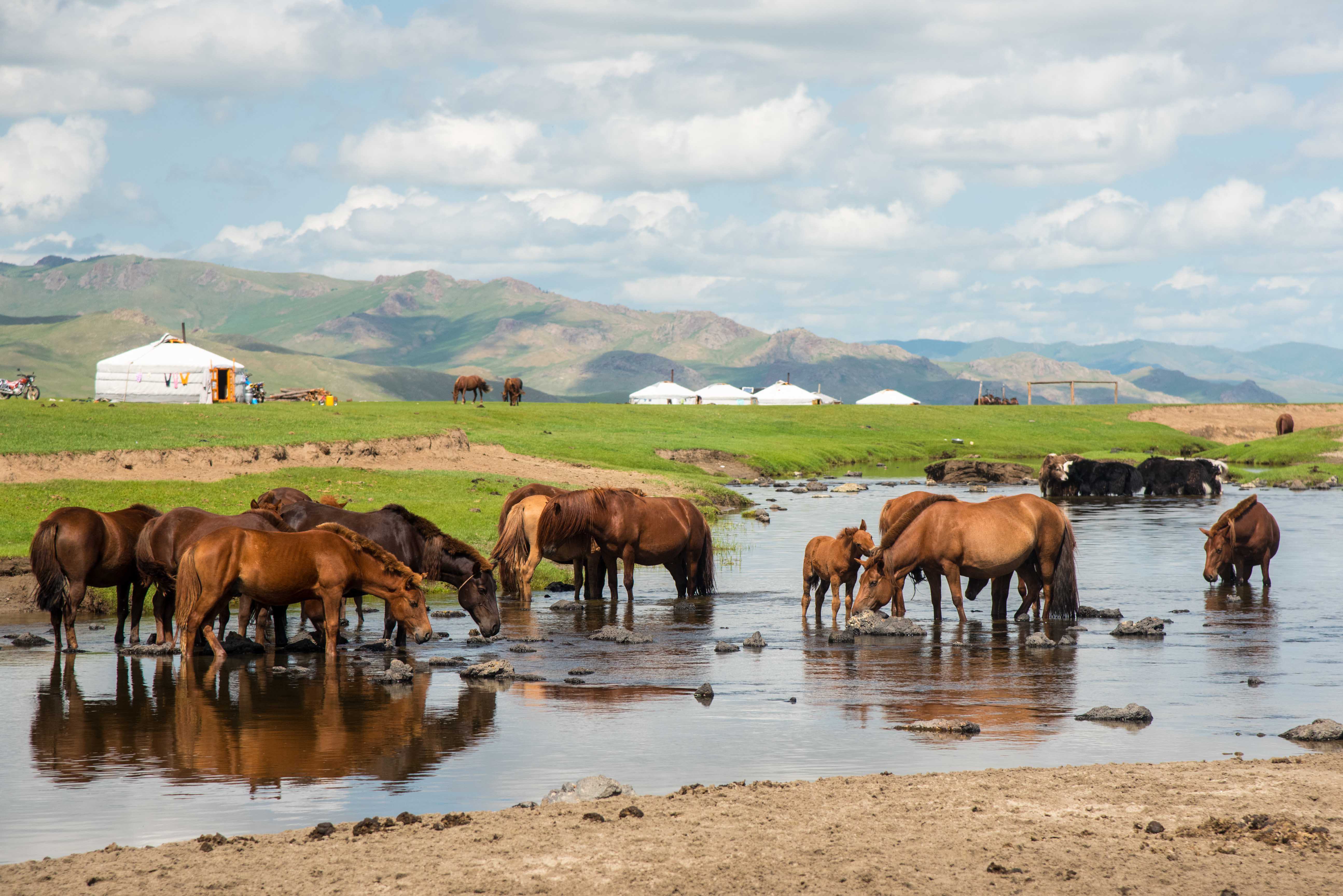 Mongolie-vallée de l'orkhon-cheveaux