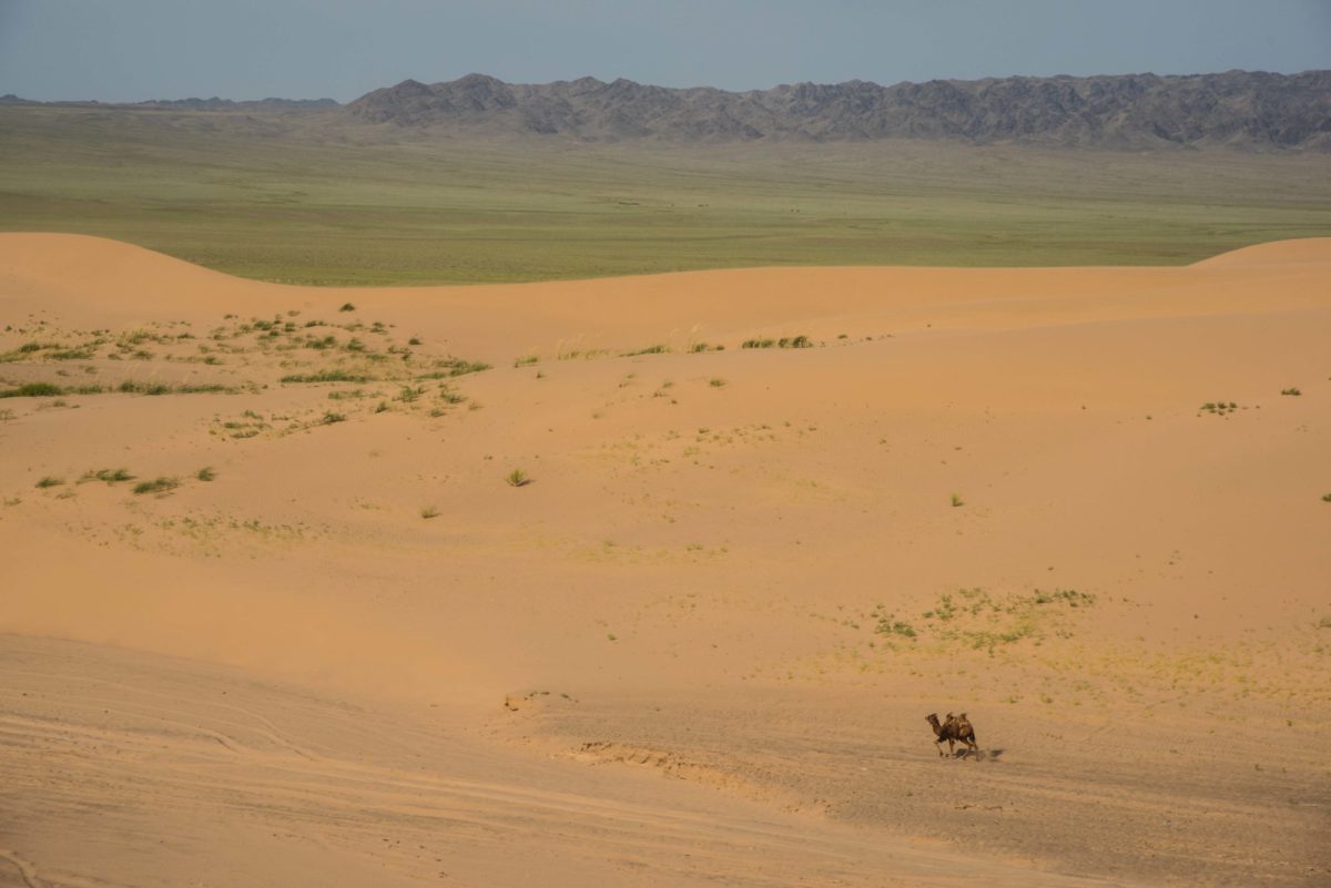 Mongolie - le Gobi, chameau égaré dans les dunes