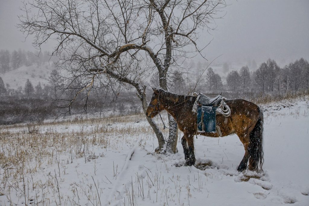 mongolie-hiver-alerte climat