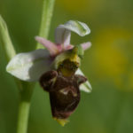 Orchidée sauvage