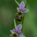 Orchidée sauvage