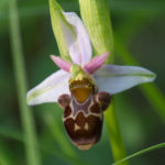Orchidée sauvage