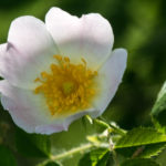 fleur sauvage