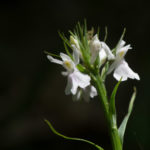 Photos-France-Gers-Orchidées