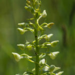 Orchidée sauvage