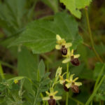 orchidée sauvage