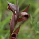 orchidée sauvage