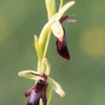 orchidée sauvage