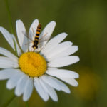 insecte et marguerite