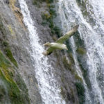 Islande cascade Seljalandsfoss fulmar