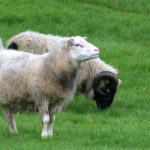 Islande moutons