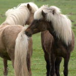 Islande chevaux
