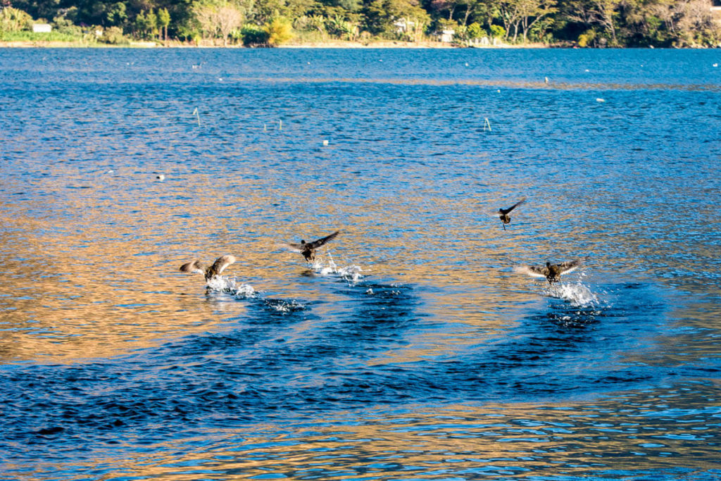 Guatemala - San Juan de la Laguna - envol d'oiseaux sur le lac Atitlan