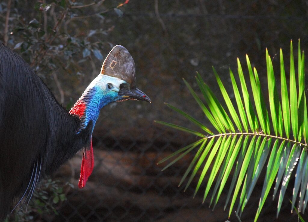 Australie - Zoo de Sydney