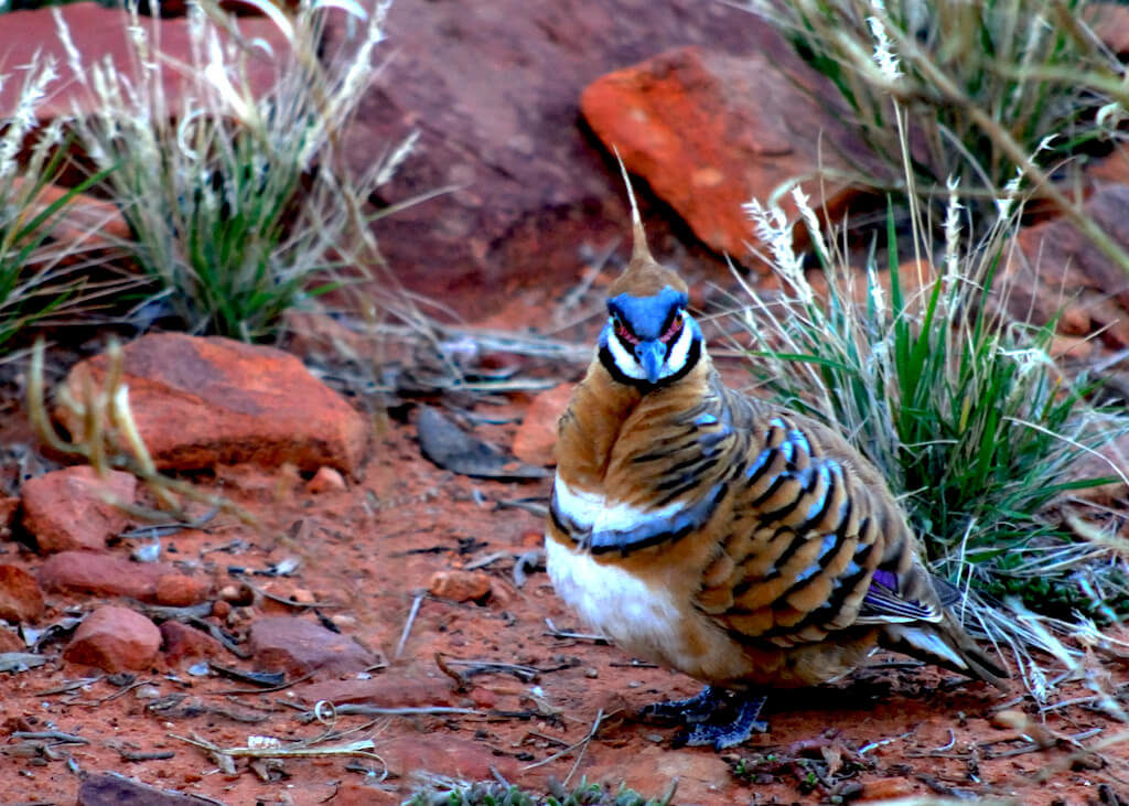 Australie - Centre rouge -