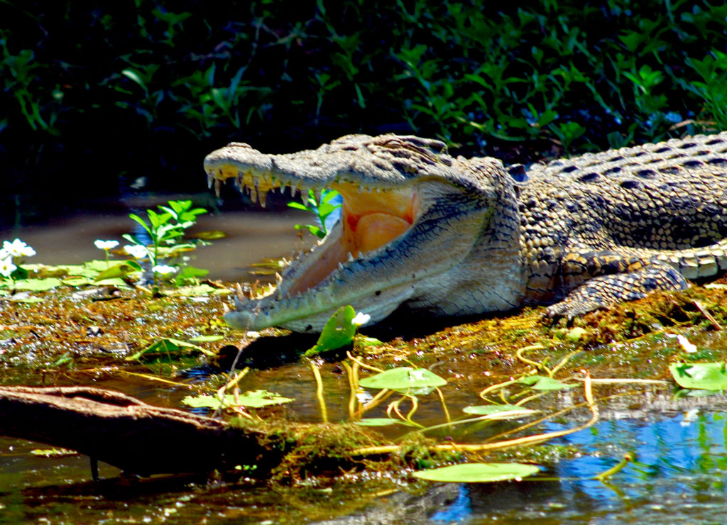 australie - parc de kakadu- crocodile