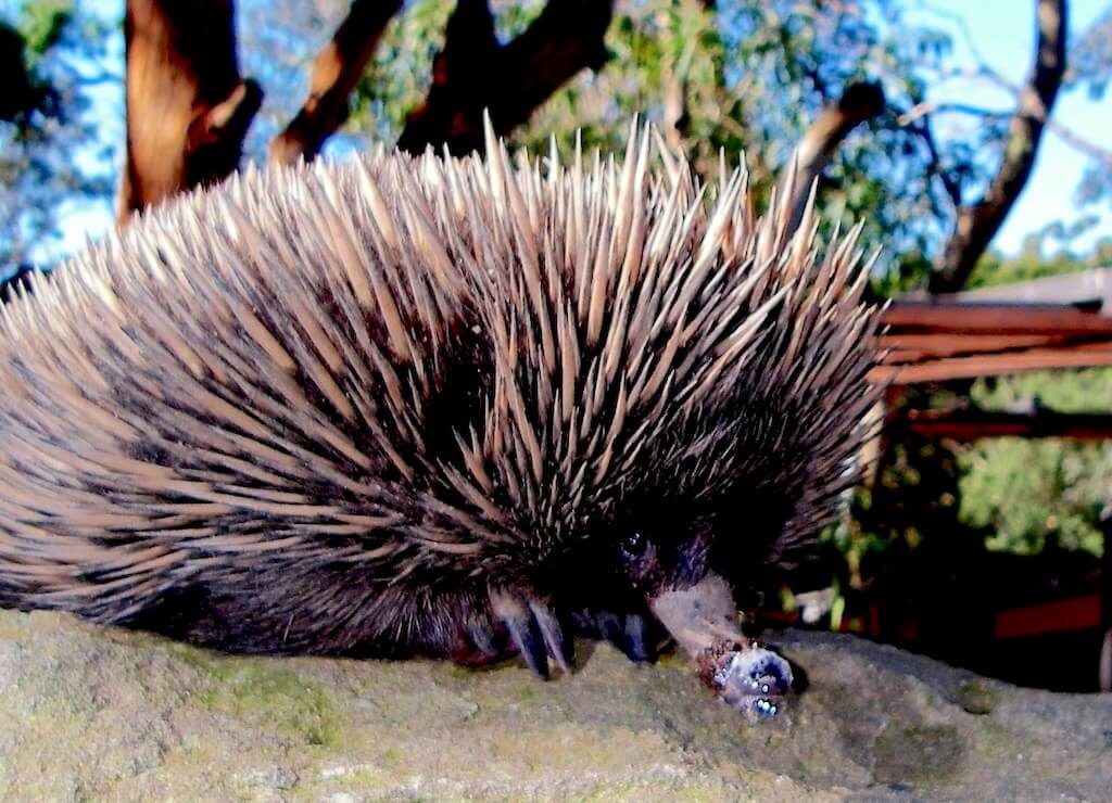 Australie - Zoo de Sydney
