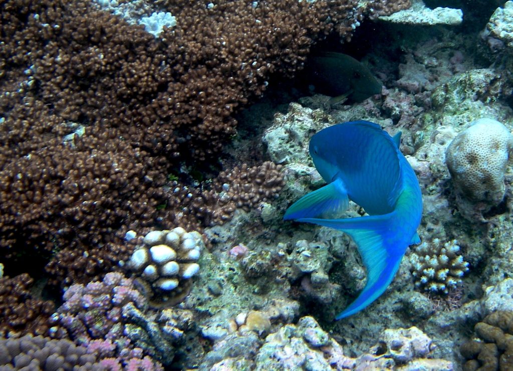 australie - cairns- barrière de corail