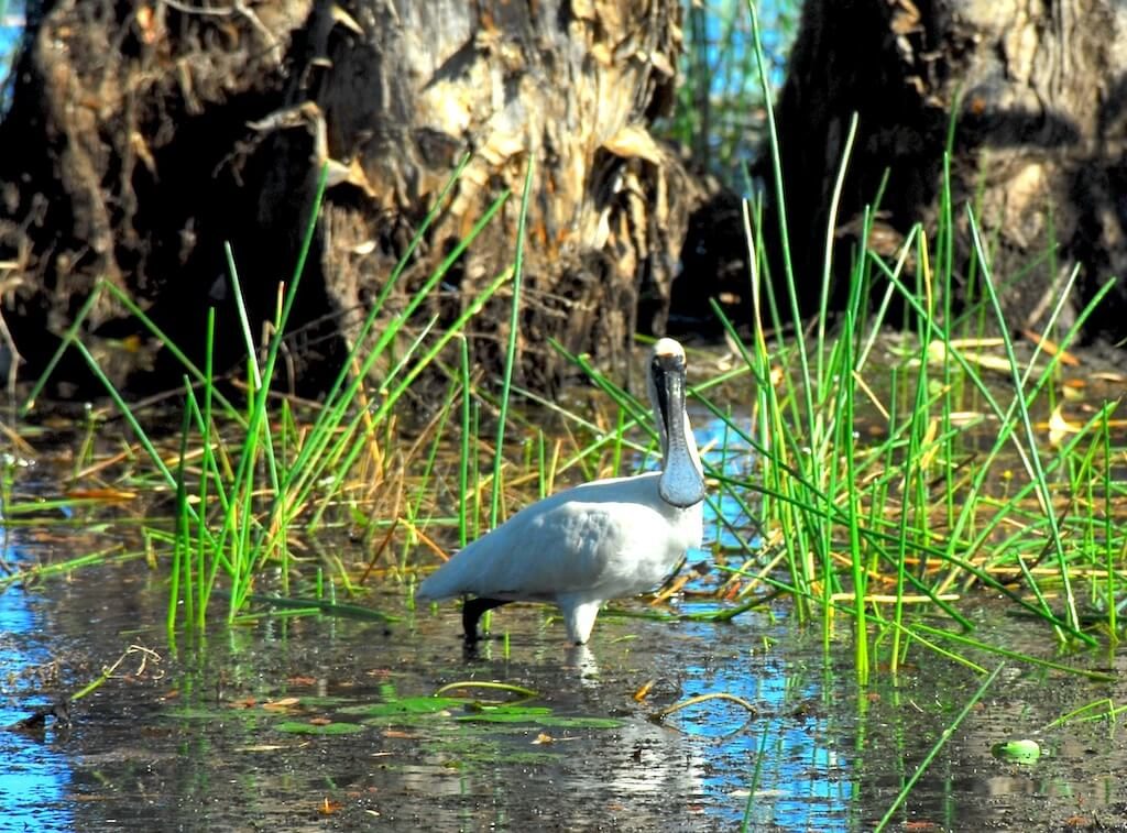 Australie - Kakadu