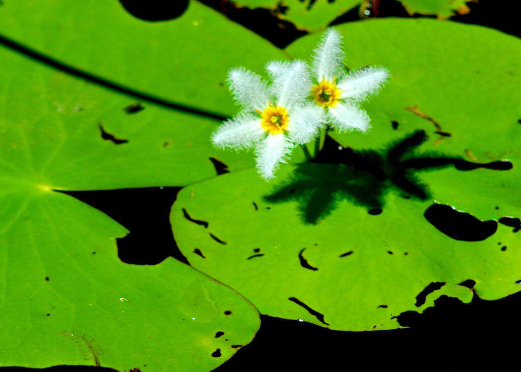 Australie - Kakadu