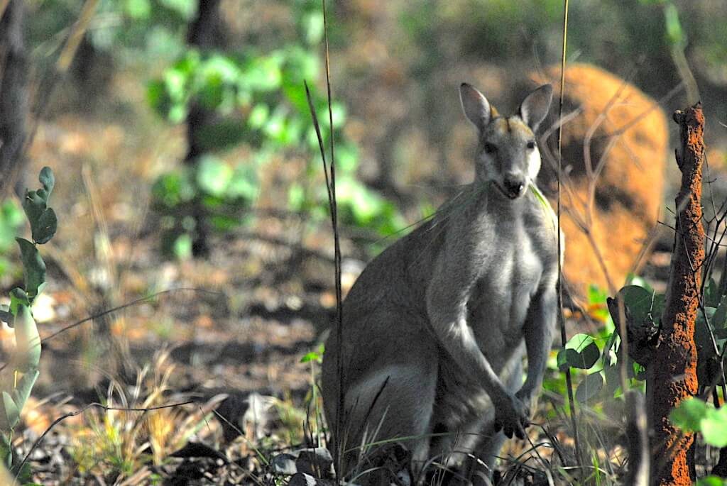 Australie - Kakadu