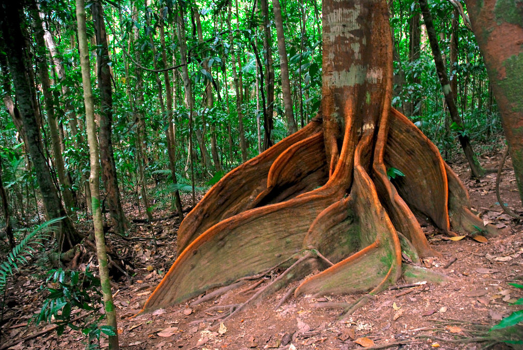 Australie - Cape Tribulation