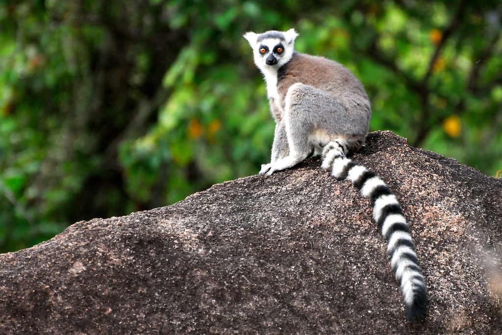 Madagascar - Réserve d'Anja