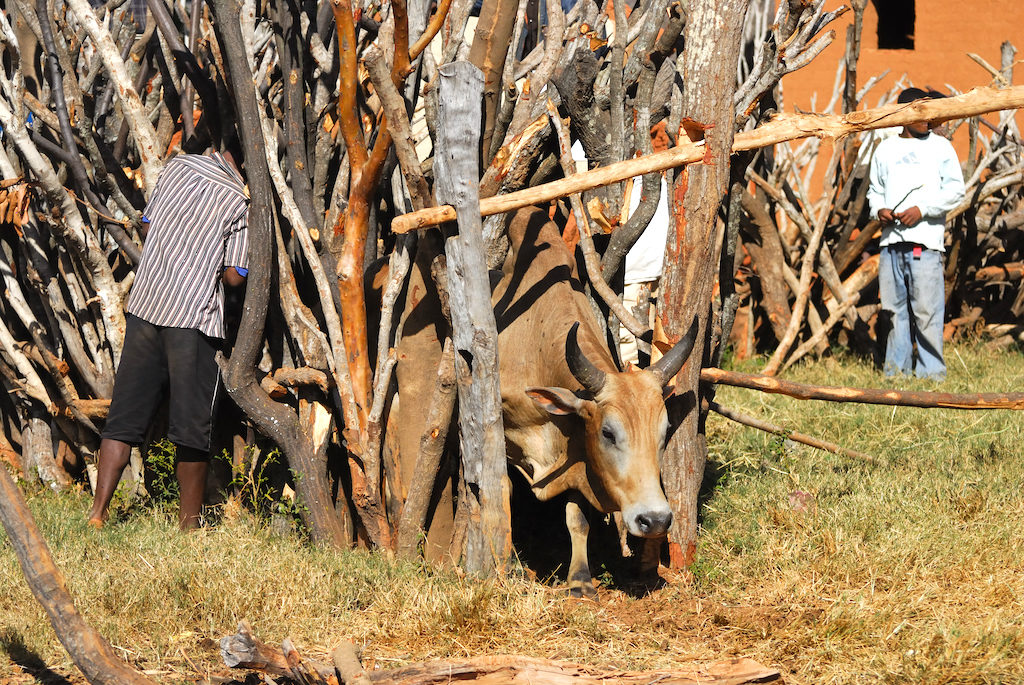 Madagascar - village de Tsaranoro, jour de vaccination des troupeaux