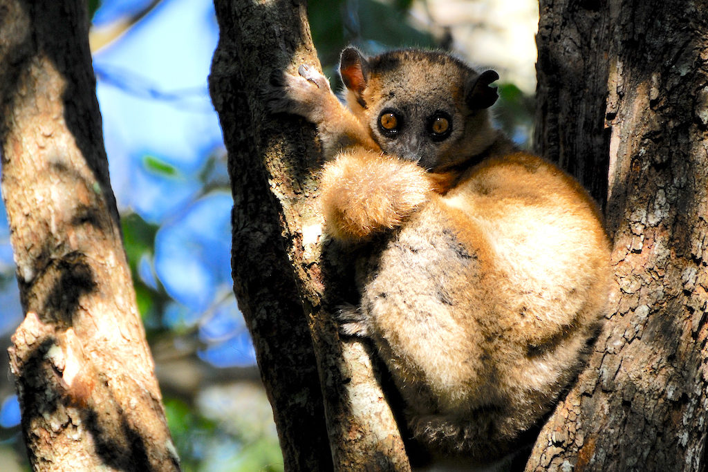 Madagascar - parc national de Zombitse Vohibasia, lépilemur mustelin