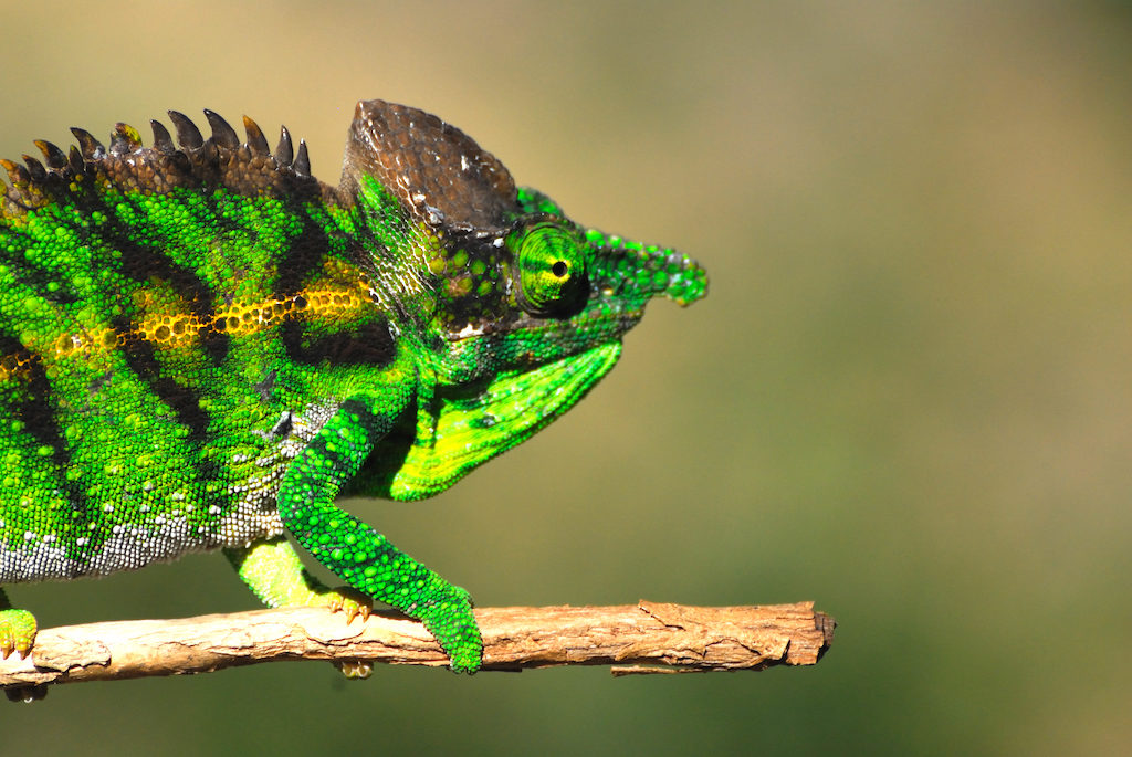 Madagascar -la faune autour de Ankasy Lodge, caméléon