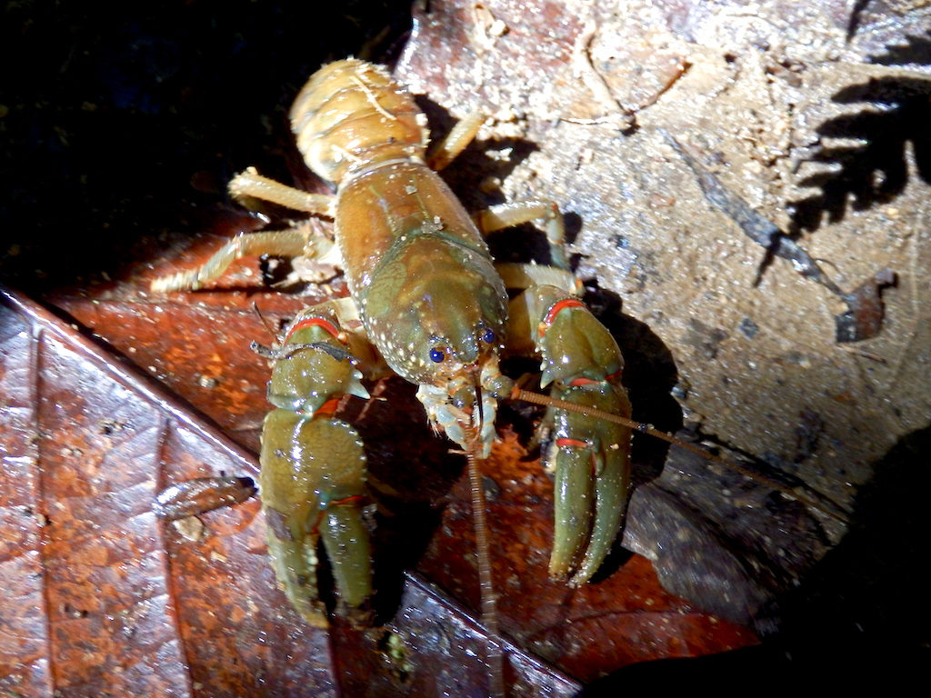 Madagascar - Parc national de Ronamafana, écrevisse