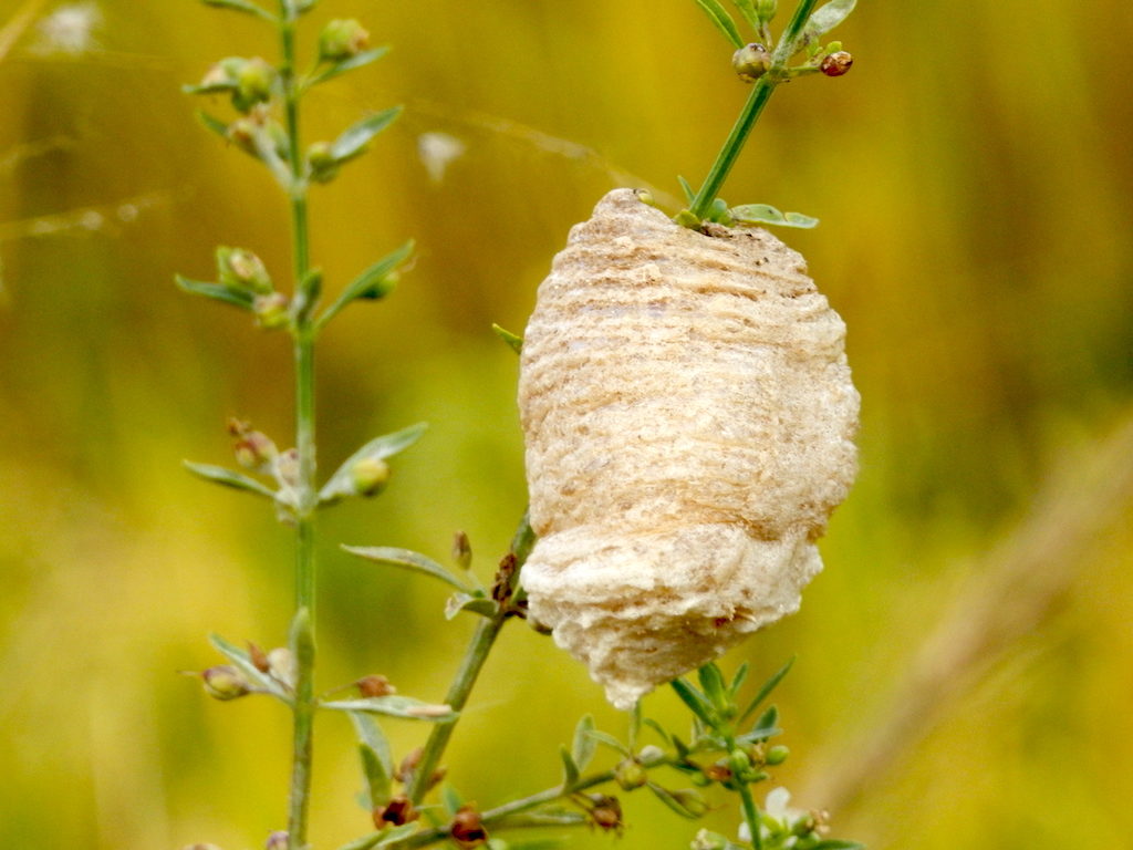Madagascar - Vallée de Tsaranoro, nid de mante religieuse