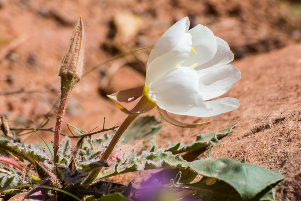Arches - Onagre blanche (oenothera)
