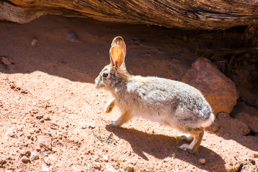 Arches - Le Lapin d'Audubon ou lapin du désert - Sylvilagus audubonii - desert rabbit