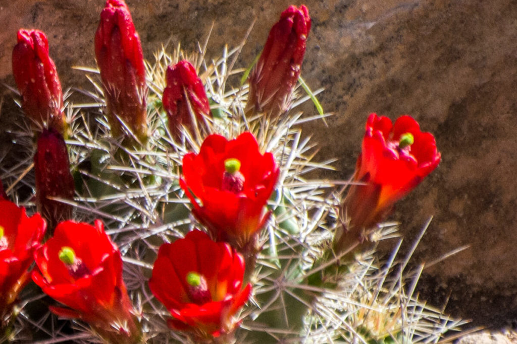 Echinocereus triglochidiatus subsp. mojavensis, cactées pollinisées par les colibris
