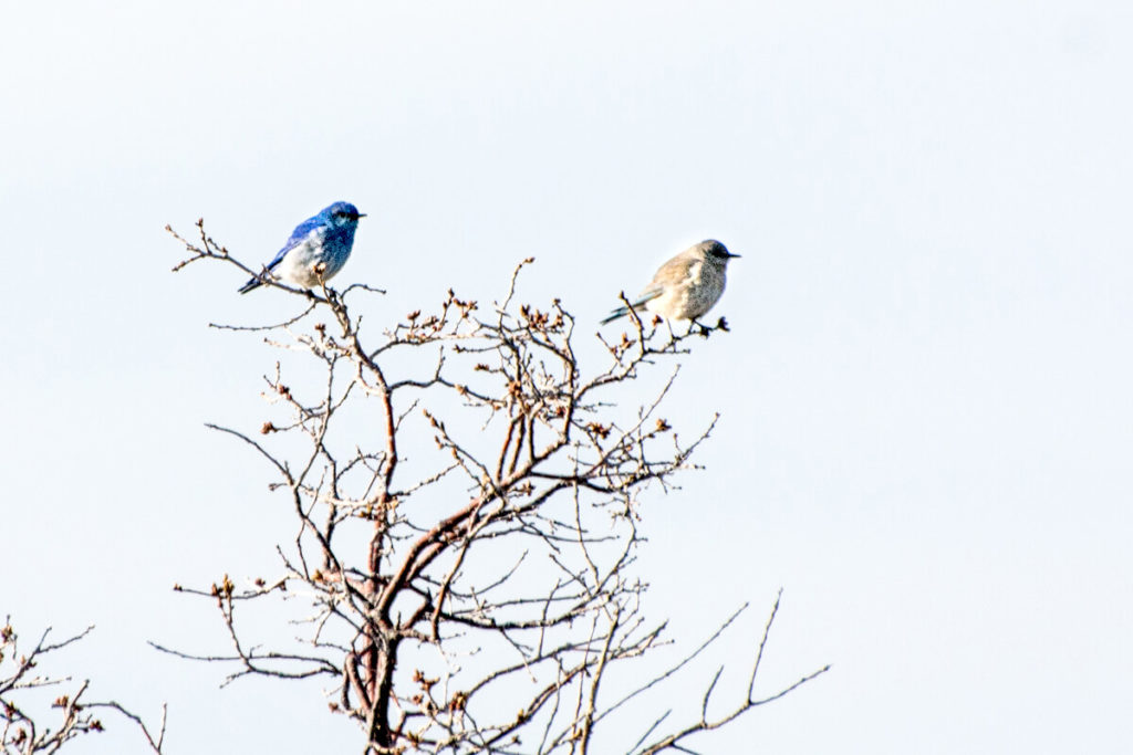 Mesa Verde - Couple de merlebleus azuré Sialia currucoides - Mountain Bluebird