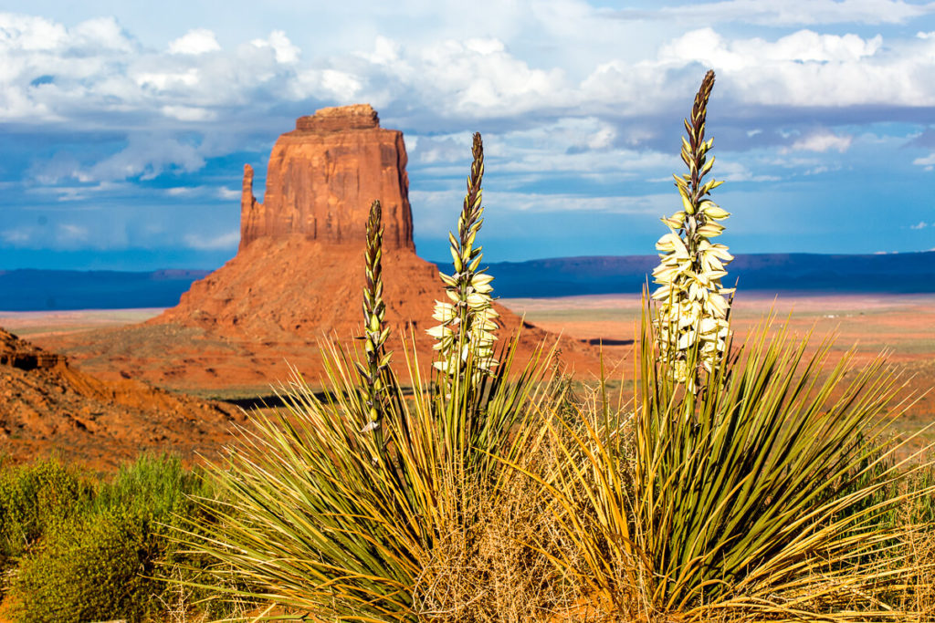 Yucca baccata à Monument Valley