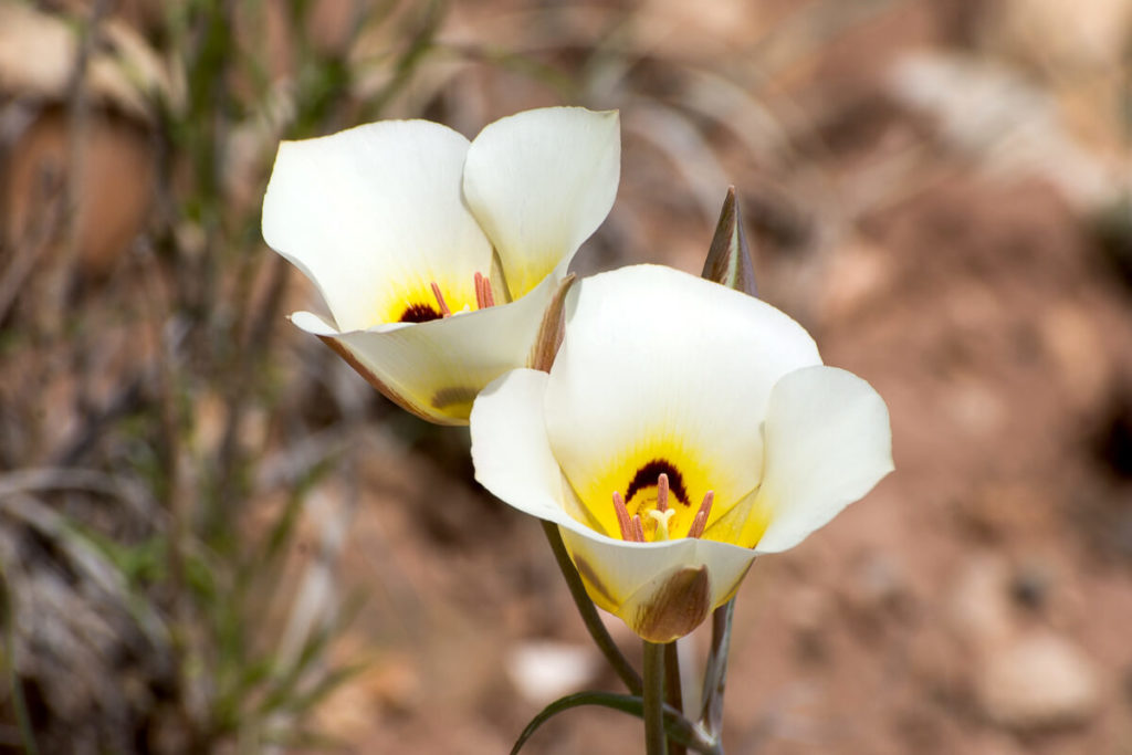 Page - Calochortus nuttallii, fleur emblème de l'Utah