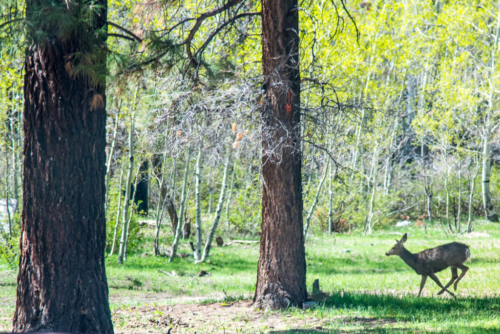 Cerf Mulet entre Mesa Verde et Chelly Canyon