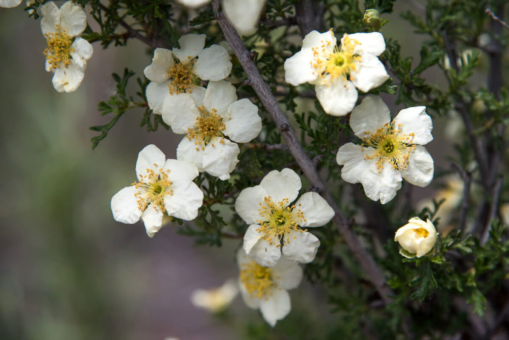 Page - Purshia stansburiana - Stansbury Cliffrose - Quininebush