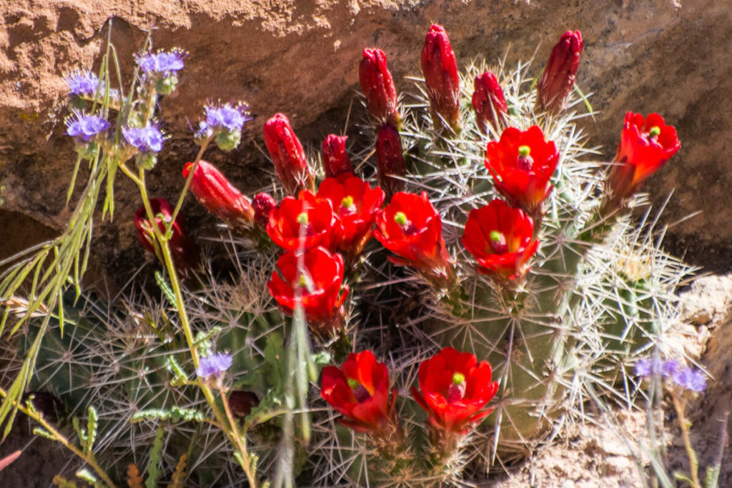 rouge intense d'un cactus en fleur, 