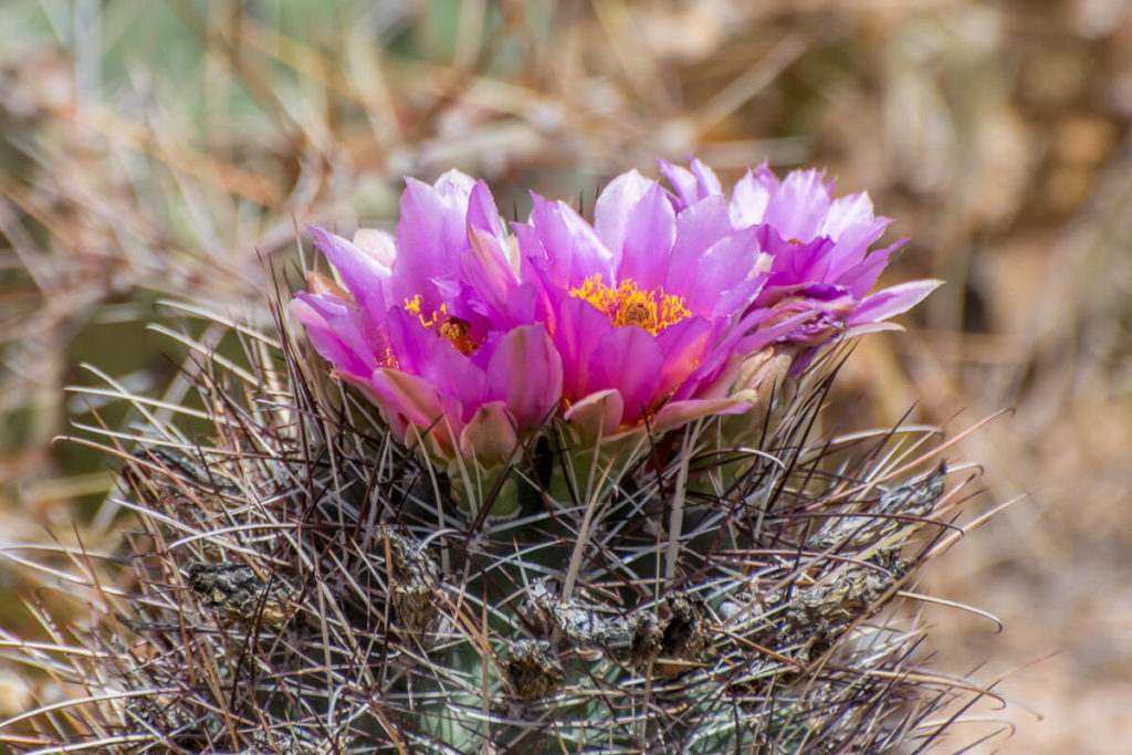 Canyonland - The Needles - Cactus en fleur