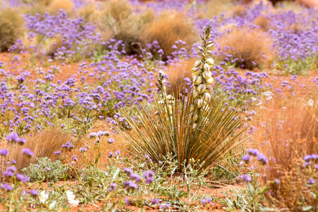 Agave et fleurs mauves à Monument Valley