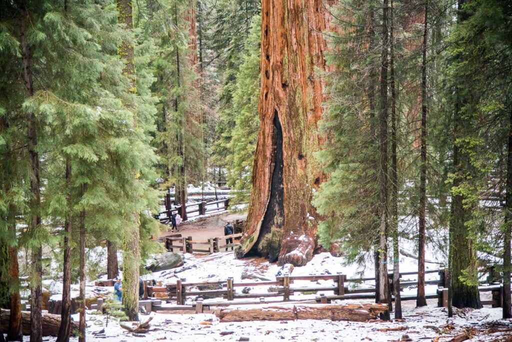 General shermen tree à Sequoia National Parc
