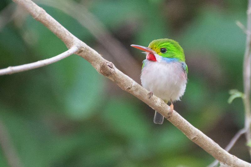 Cuba - l'île aux oiseaux, Todier de Cuba Cuba - l'île aux oiseaux, Todier de Cuba