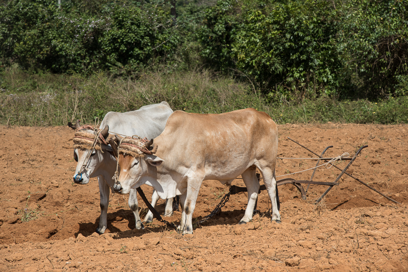 Cuba - Vallée de Vinales - boeufs de labour Cuba - Vallée de Vinales - boeufs de labour