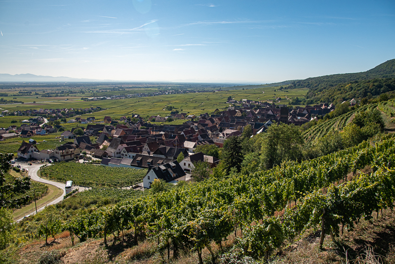 Village d'Alsace au milieu des vignes