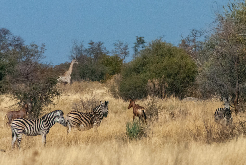 Afrique australe - Botswana, Okavango- Girafe, zèbre de Burchell et bubales
