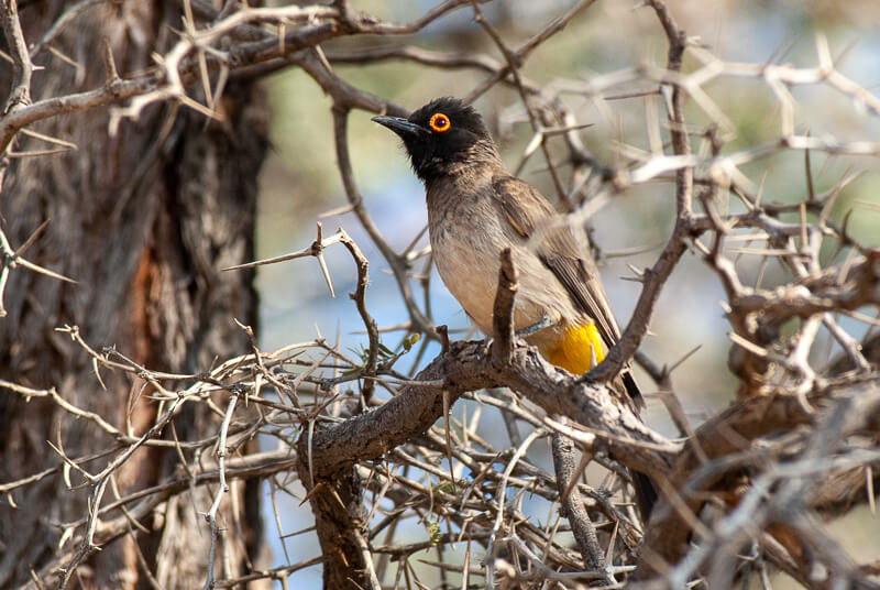 Afrique australe -Namib, Bulbul brunoir (Pycnonotus nigricans)